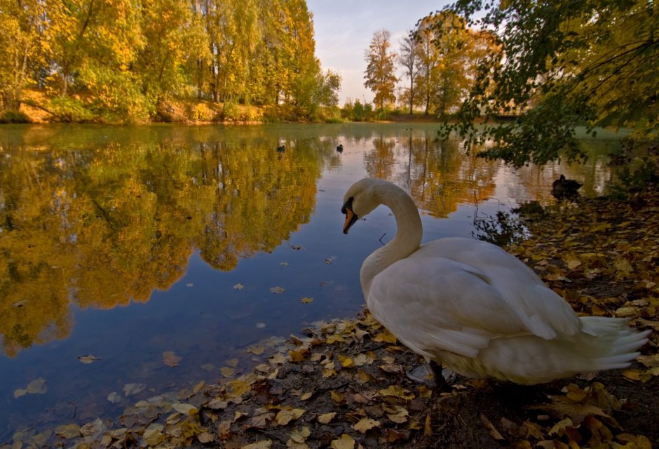 Царское село лебеди