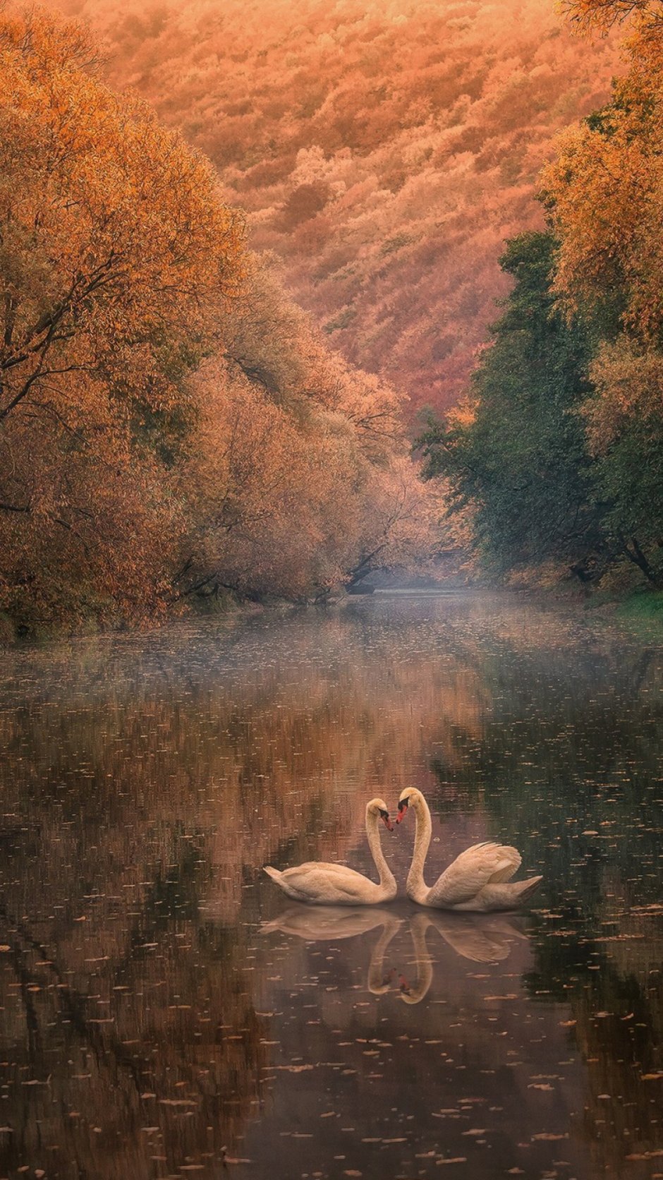Лебеди осенью