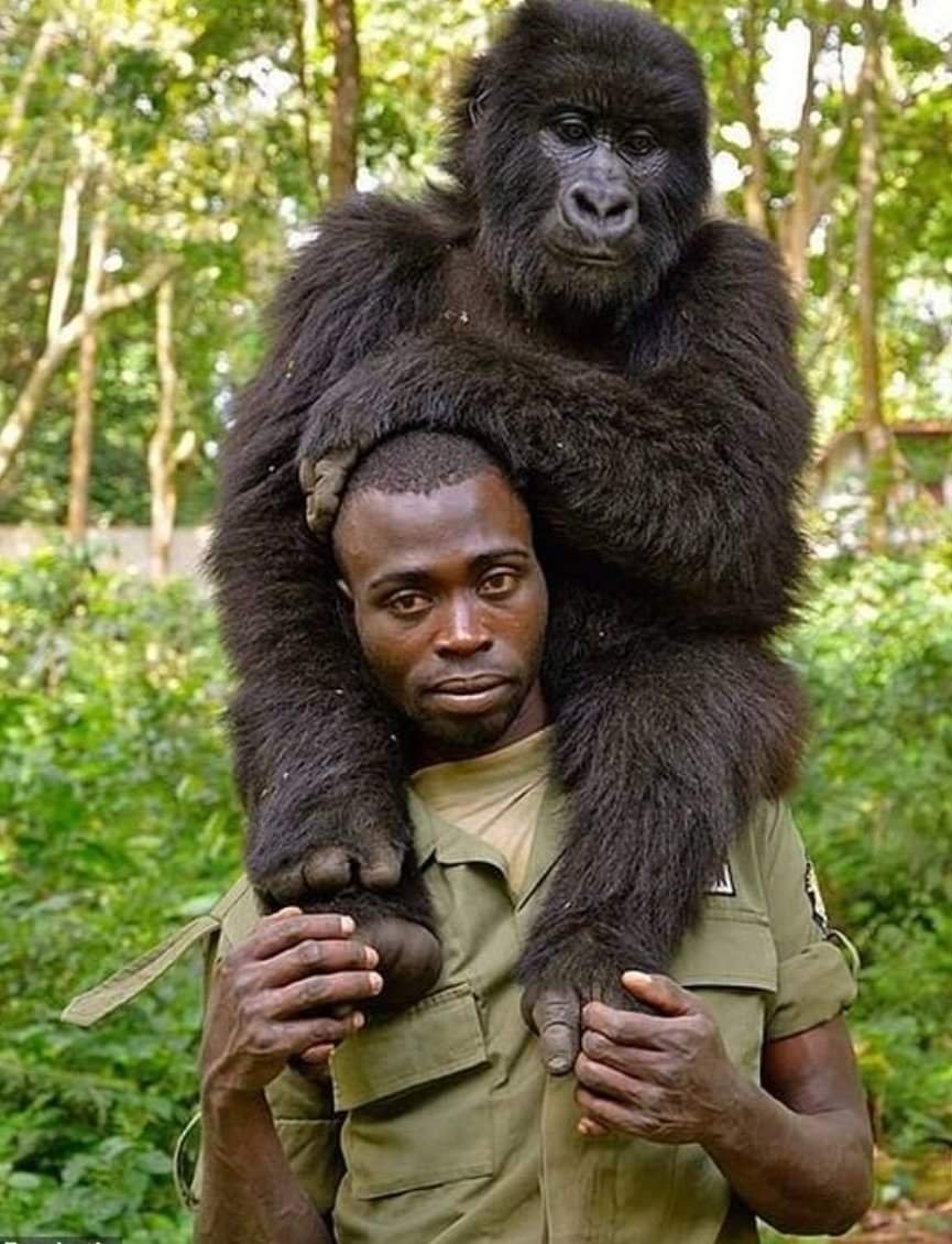 Горилла и человек