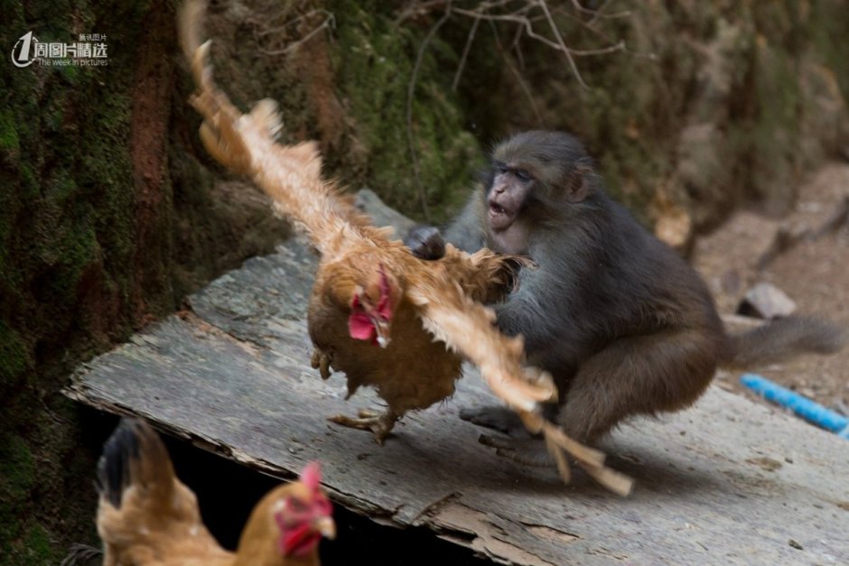 Обезьяны дерутся