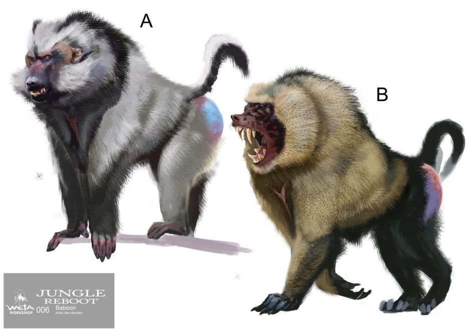 Бабуин воин