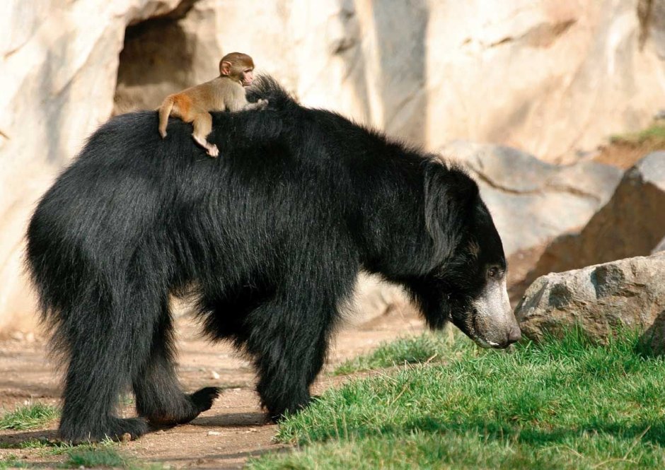 Медведь губач медведь