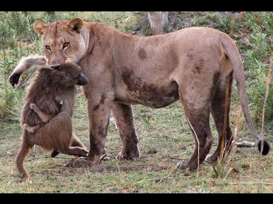 Лев и обезьяна