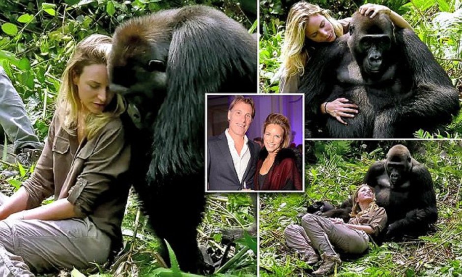 Горилла и человек