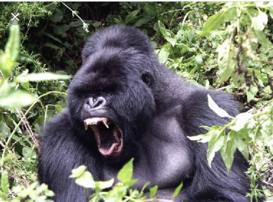 Мангани гориллы