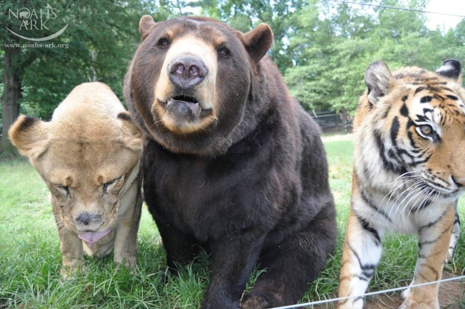 Лев Лео тигр Шерхан и медведь балу