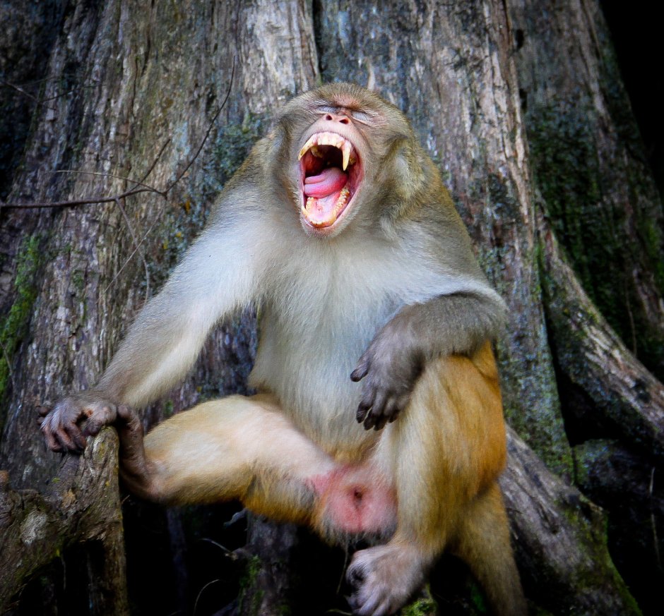 Мартышка самец