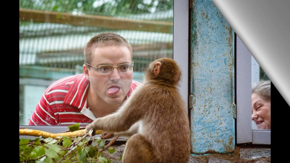 Шимпанзе в зоопарке