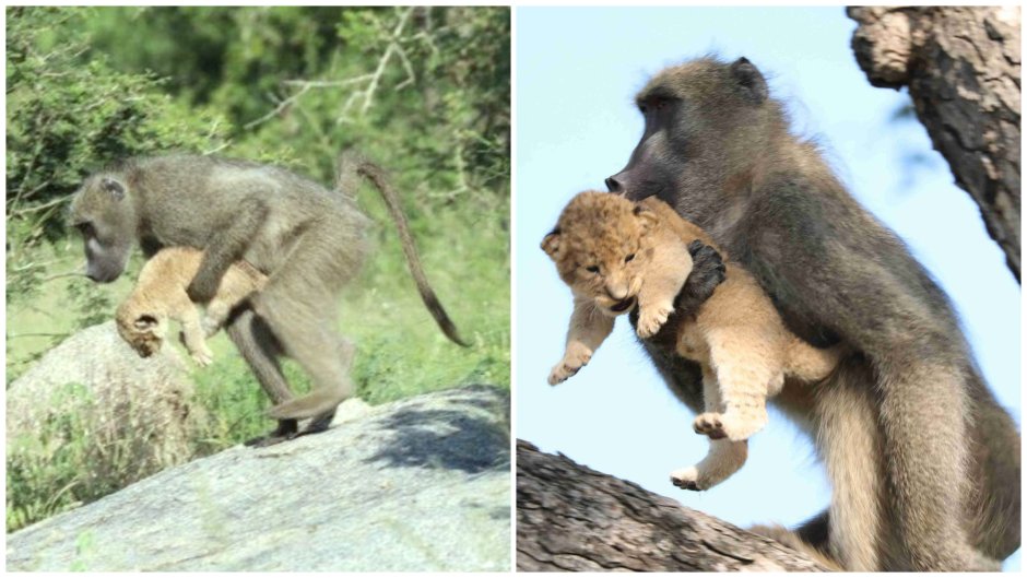Обезьяны крадут львят