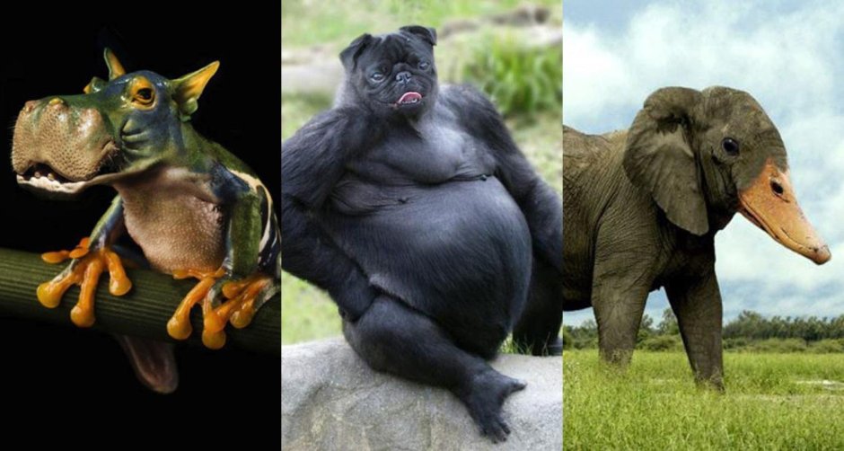 Гибриды животных реальные