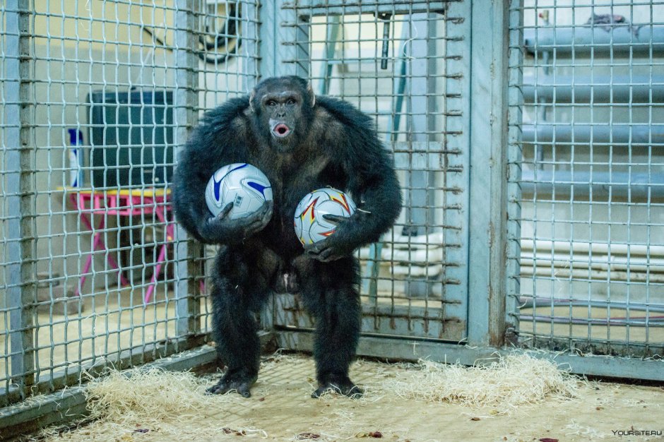 Ростовский зоопарк обезьяны