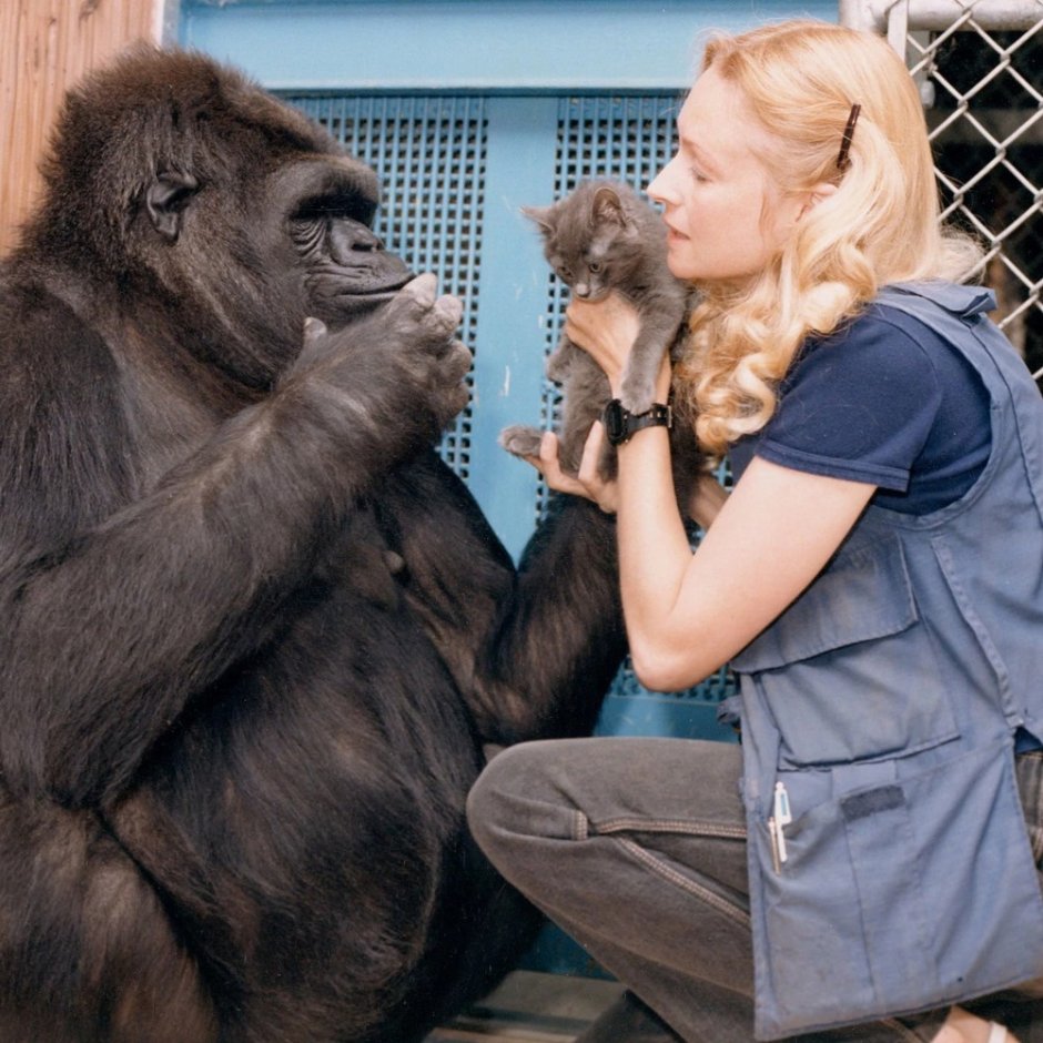 Пенни Паттерсон и горилла