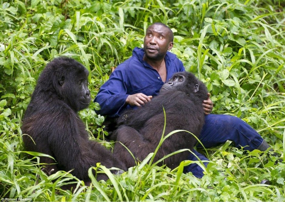 Люди обезьяны в Австралии