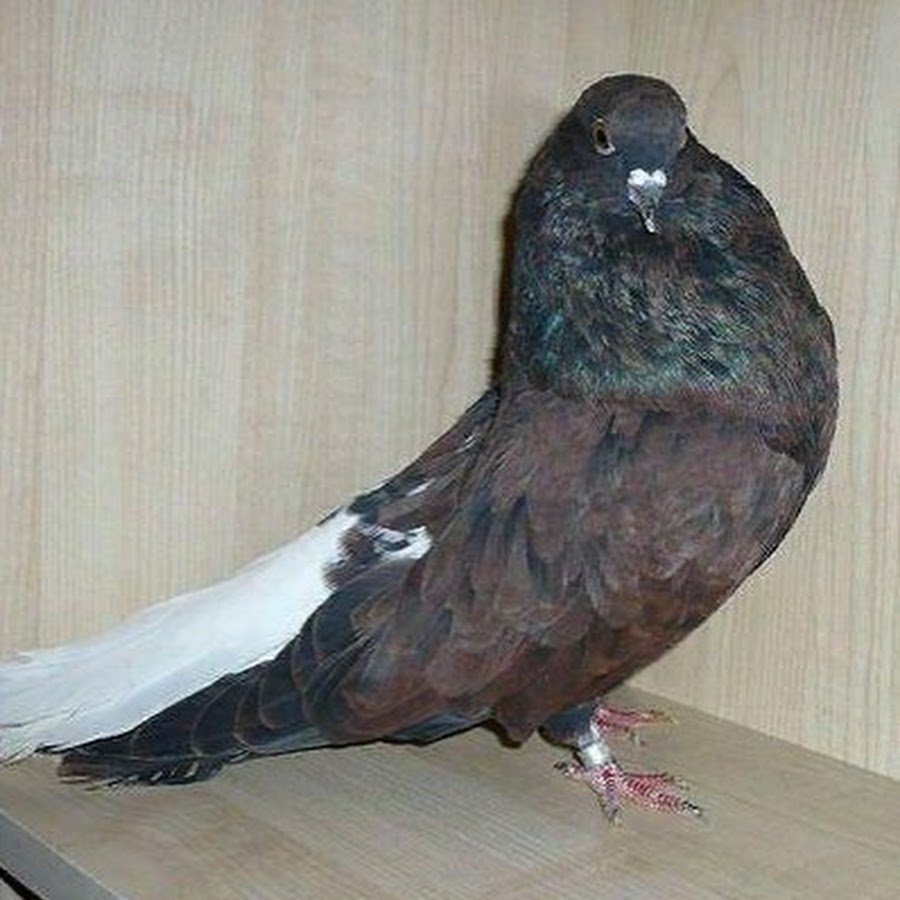 Голуби Урала бойные