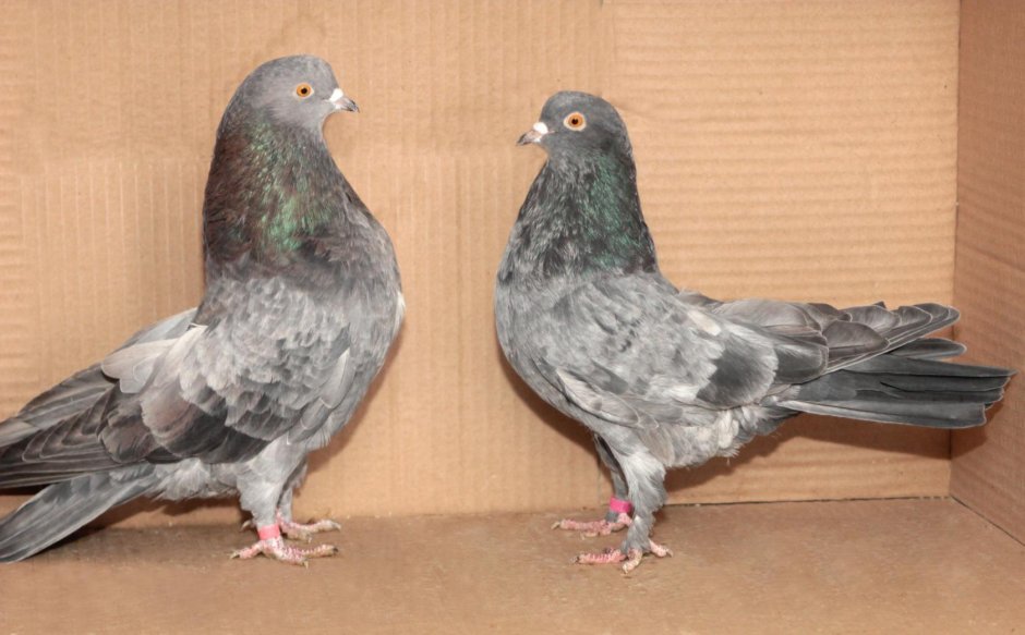 Голуби николаевские высоколетные коричневые