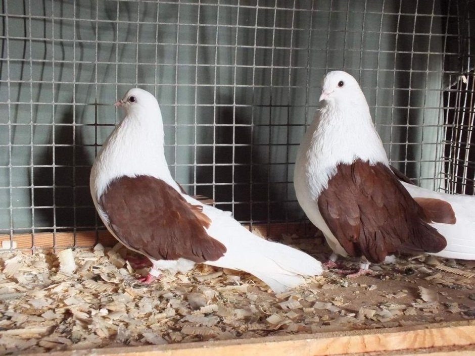 Голуби Турманы на зоорынке