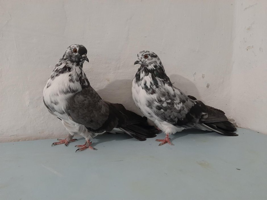 Голуби высоколетные бескружные крымские