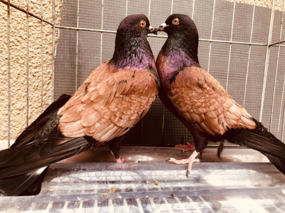 Голуби вильнюсские цветнобокие