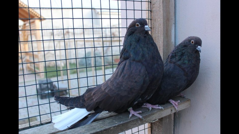 Голубь Николаевский высоколетный