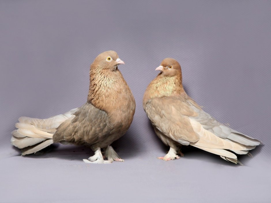 Крымские голуби высоколетные