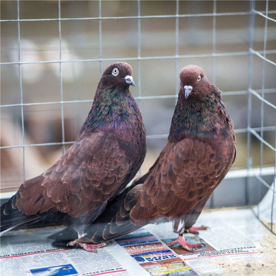 Цветные николаевские голуби