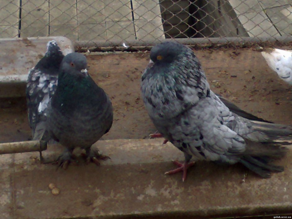 Голуби Мурые николаевские