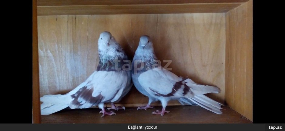 Голуби высоколетные Николаевской породы