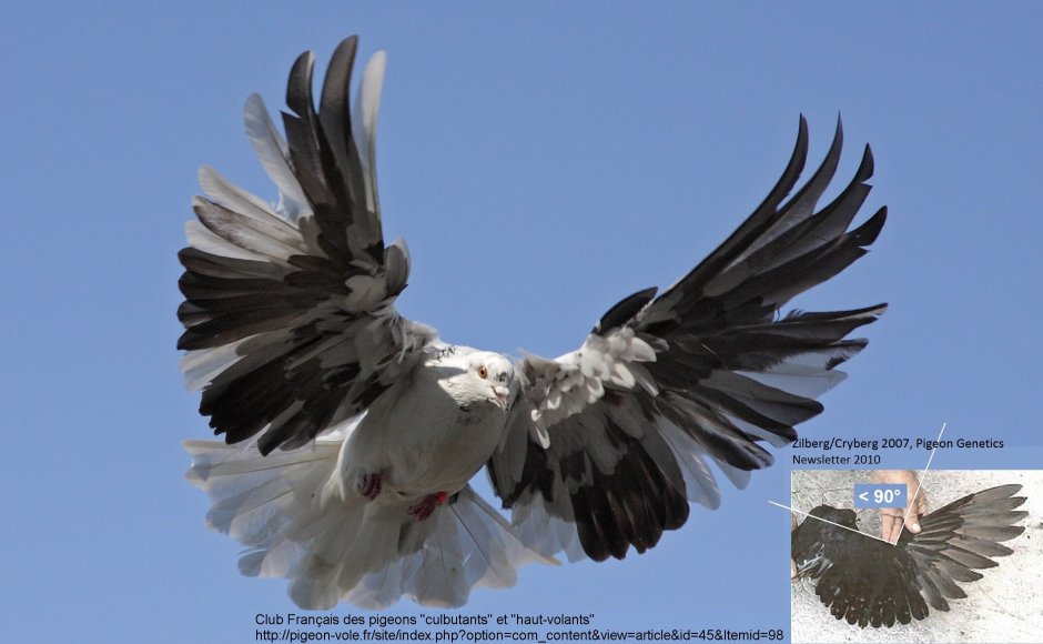 Голуби николаевские высоколетные