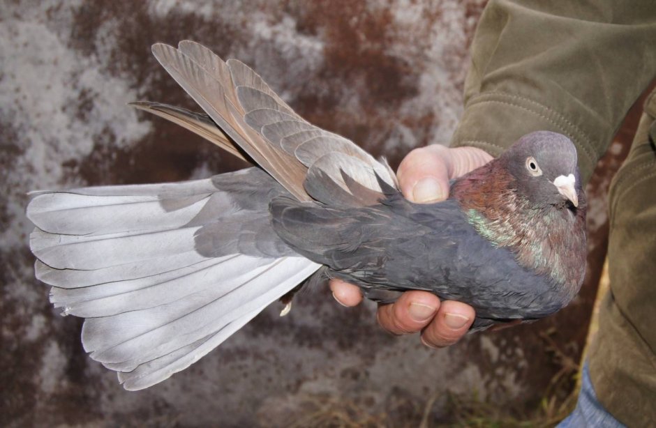 Бескружные голуби николаевские