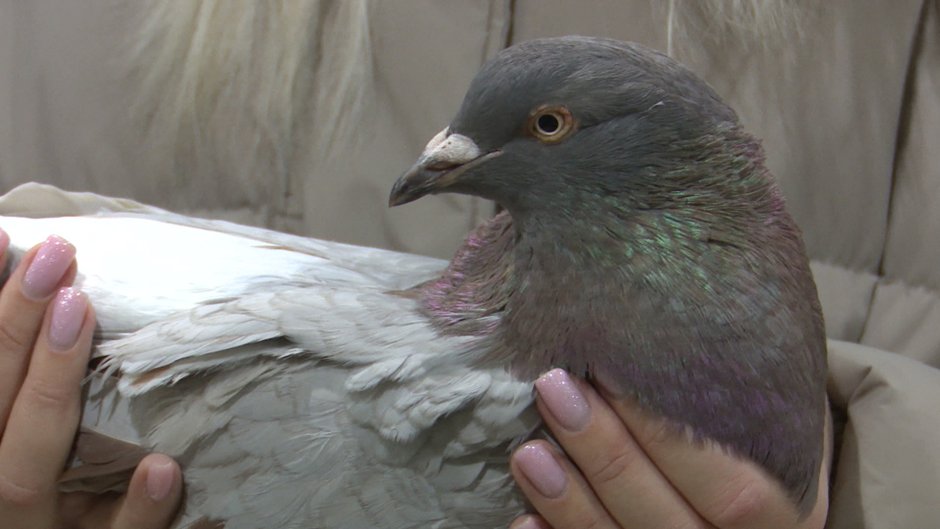 Берлинский короткоклювый Турман