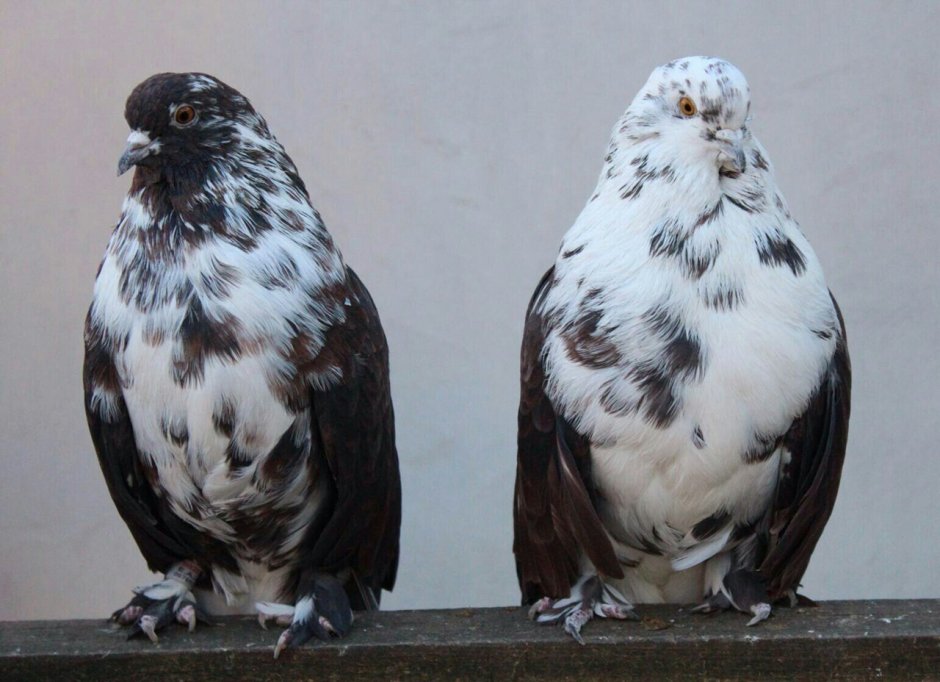 Голуби николаевские цементные