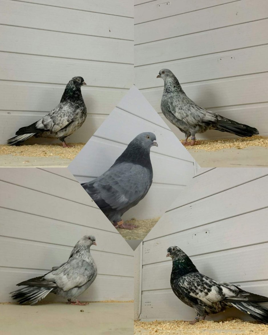 Голуби николаевские белохвостые