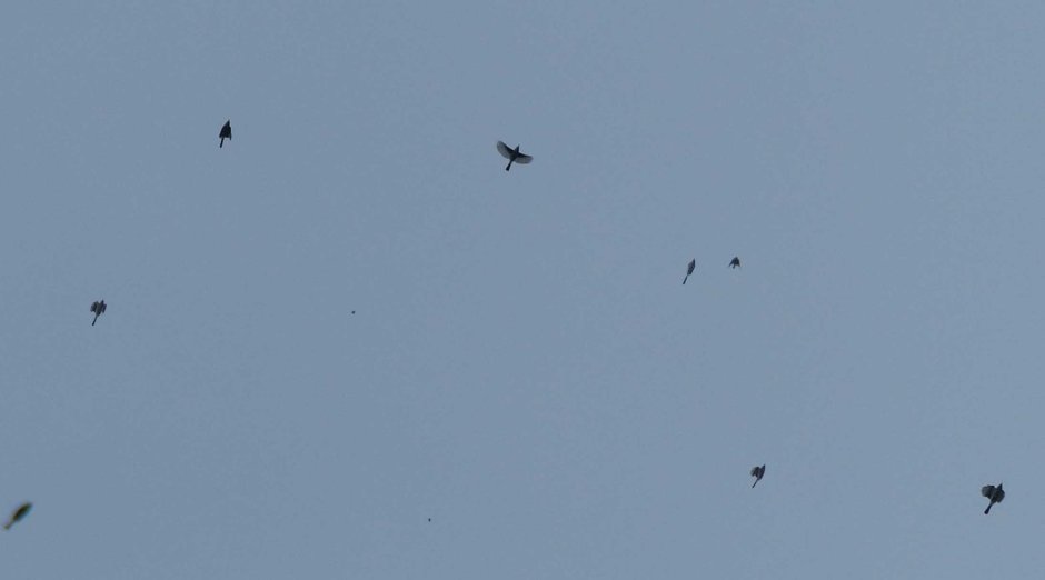 Саксонский Турман