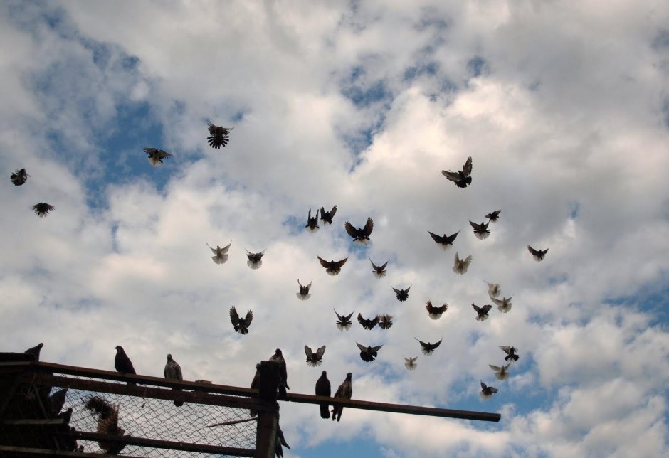 Николаевские голуби коричневые бабочка