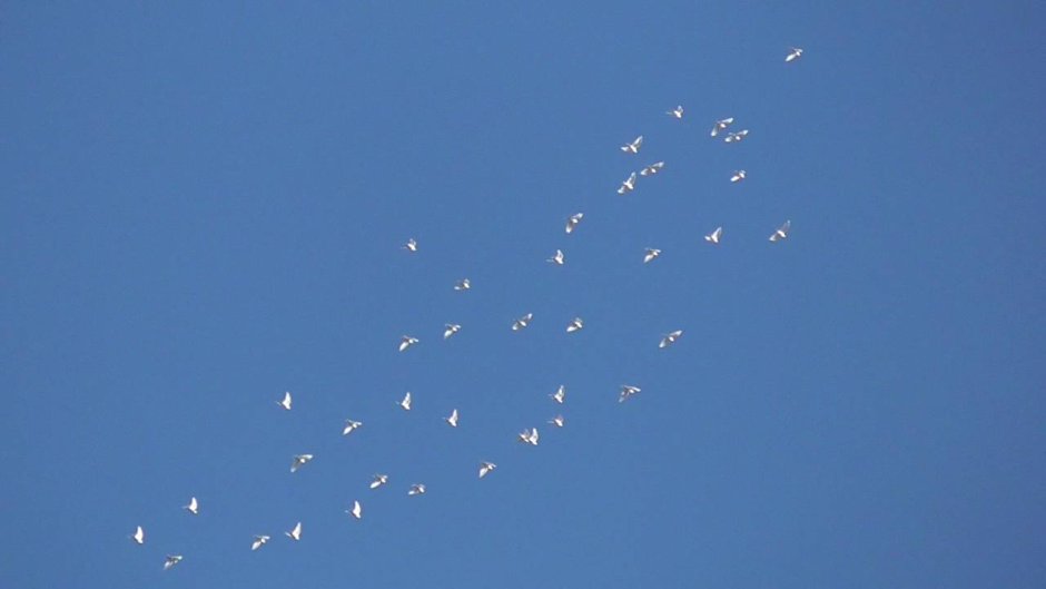 Голуби ростовские качуны