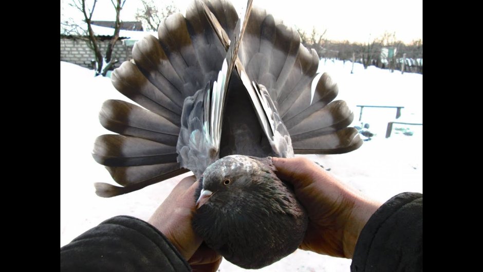 Стая белых голубей в небе