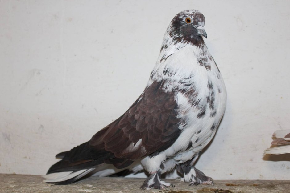 Николаевские бокатые голуби