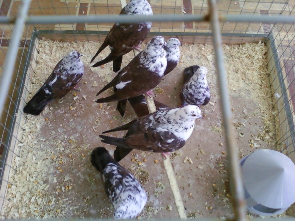 Бакинские бойные голуби Чили