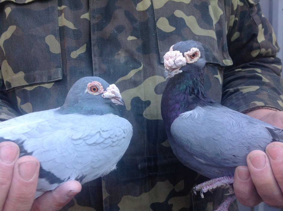 Голуби николаевские бабочки высоколетные