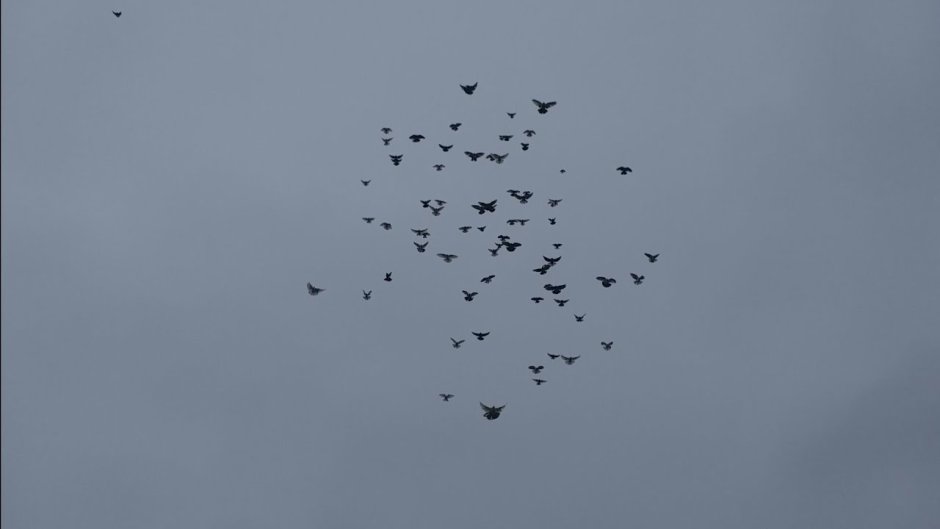 Цвета голубей