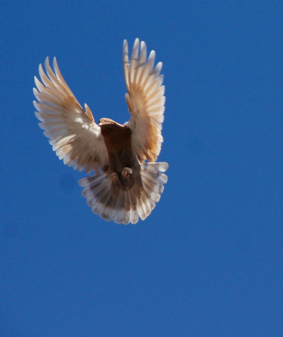 Николаевские высоколётные голуби мраморные