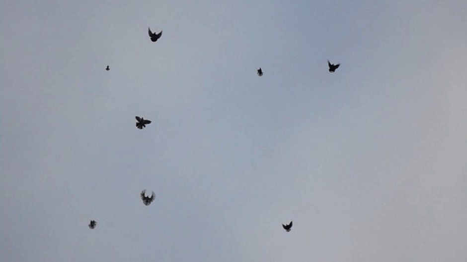 Иранцы голуби Воронежа