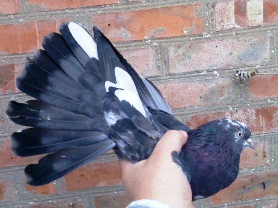 Николаевские голуби серпастые