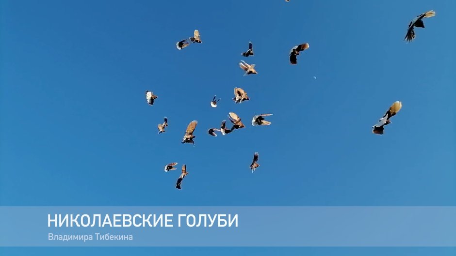 Голуби видео
