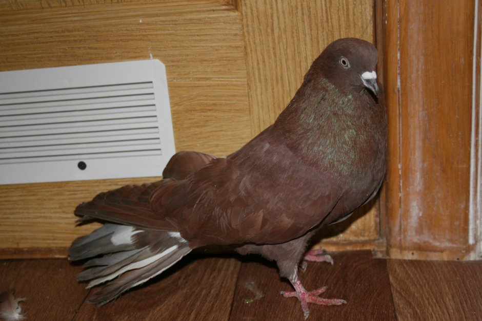 Саксонские двухчубые голуби