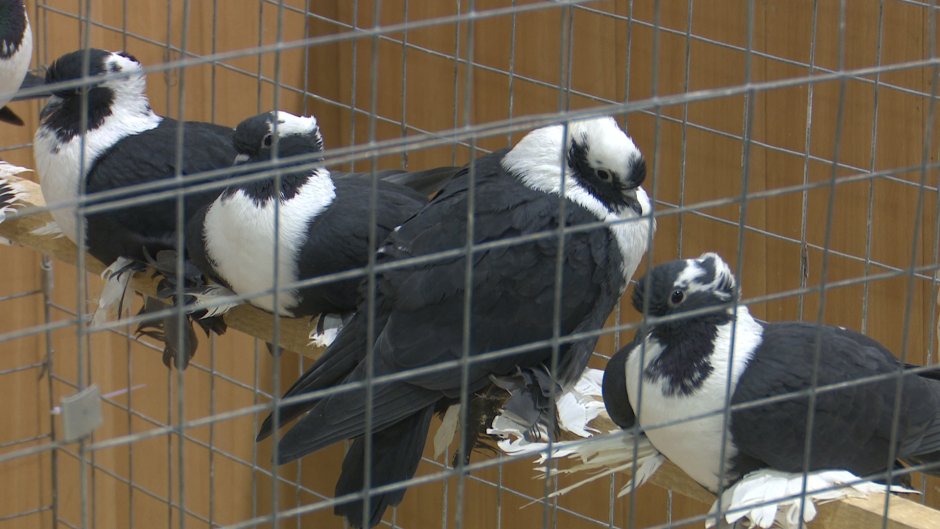 Бакинские бойные голуби