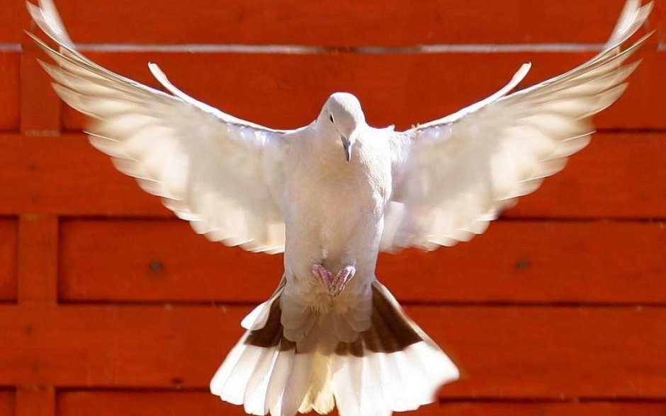 Бойные голуби Чили