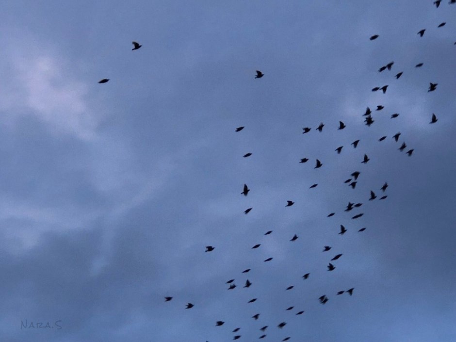 Голуби николаевские летные