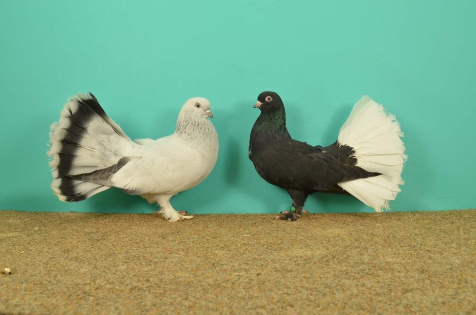 Николаевские голуби бабочки жуки