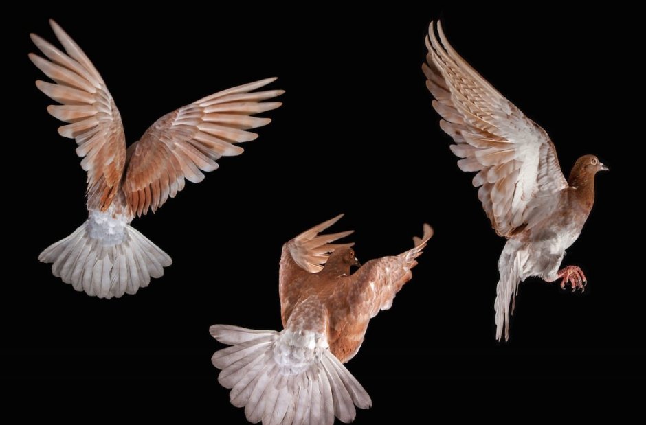 Birds New York Pigeons